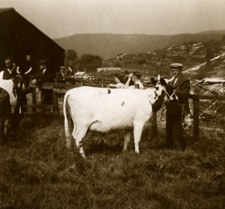 John Lang with Champion cow at Tarbert